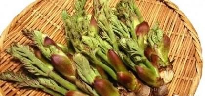 各地都吃什么野菜(木兰芽野菜怎么吃)图2