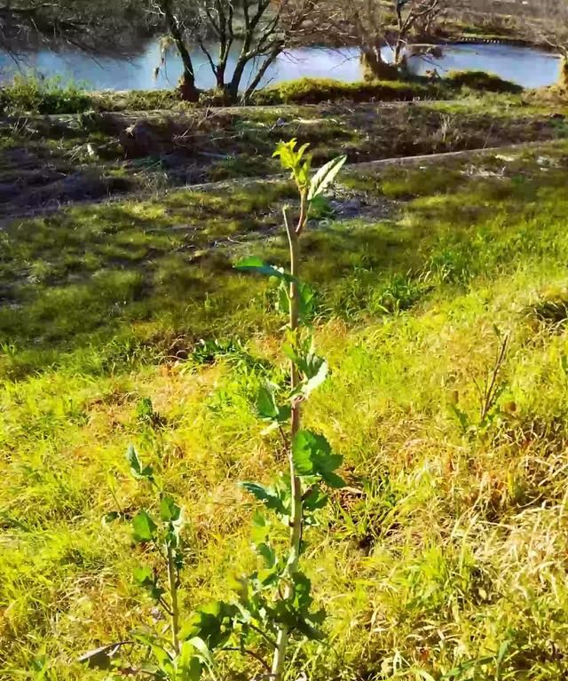 各地都吃什么野菜(木兰芽野菜怎么吃)图5