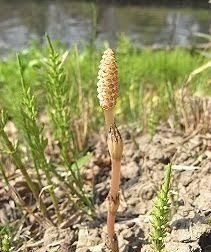 各地都吃什么野菜(木兰芽野菜怎么吃)图7