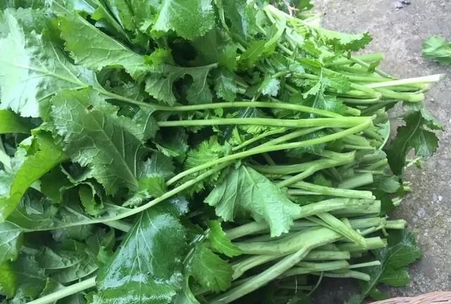 各地都吃什么野菜(木兰芽野菜怎么吃)图10