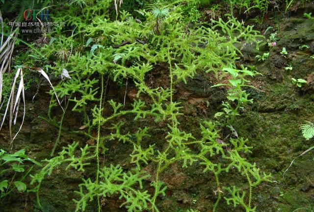 每日一本草——伸筋草