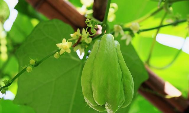 吃“佛手瓜”会致癌生病？佛手瓜到底能不能吃？营养师说清楚