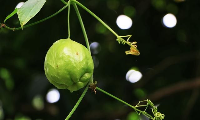 吃“佛手瓜”会致癌生病？佛手瓜到底能不能吃？营养师说清楚