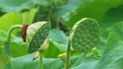 林银花说通十二经脉气血之果——莲子