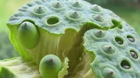 林银花说通十二经脉气血之果——莲子