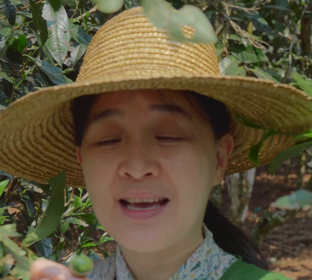 你还知道茶果的其他作用吗？#茶叶知识分享