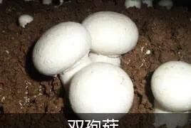 怎么用土方法种食用菌,手把手教你种食用菌图1