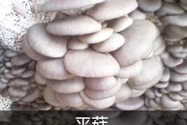 怎么用土方法种食用菌,手把手教你种食用菌图4
