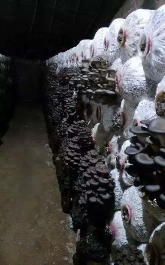 怎么用土方法种食用菌,手把手教你种食用菌图5