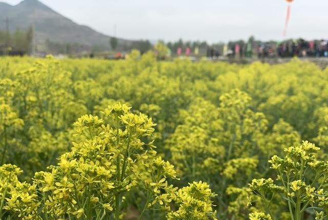 每天学习一味中草药清热药4清热解毒药之三 -----大青叶