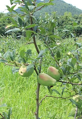 挖潜“植物黄金”，助您变成“白富美”