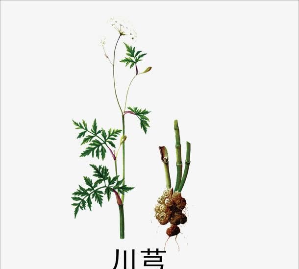 中药古今研究：川芎
