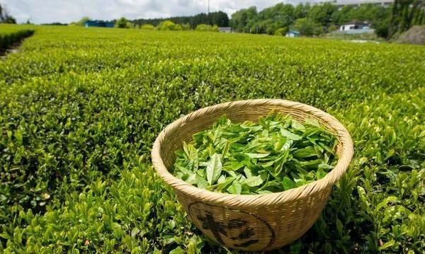 春天喝茶黄金期，这5款茶，护肝、养胃，家人常喝对身体好