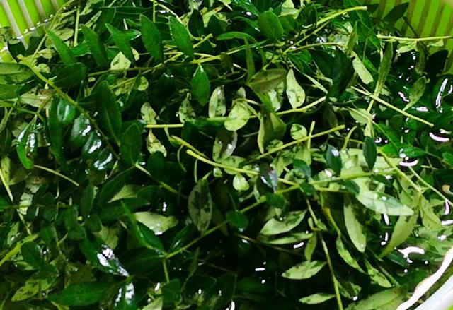 5月大量上市！这菜抓紧吃，一杀菌、二消炎、三强免疫，错过可惜