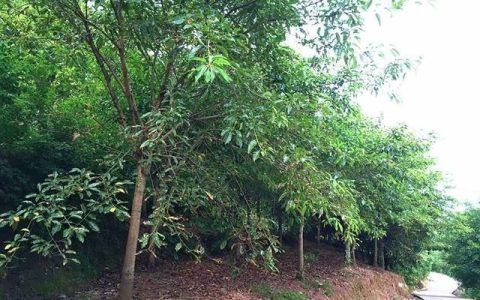 白蜡树叶生虫打什么药最好,大白菜叶上都是虫眼用什么药治