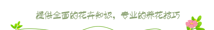 新疆独有的“紫草”，价值堪比天山雪莲，一般人都没听过