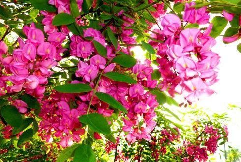 农村槐树上结的紫色槐花能吃吗图1