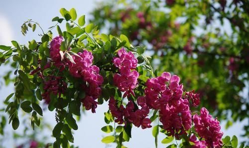 农村槐树上结的紫色槐花能吃吗图3