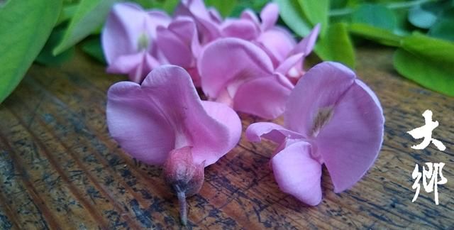 农村槐树上结的紫色槐花能吃吗图4