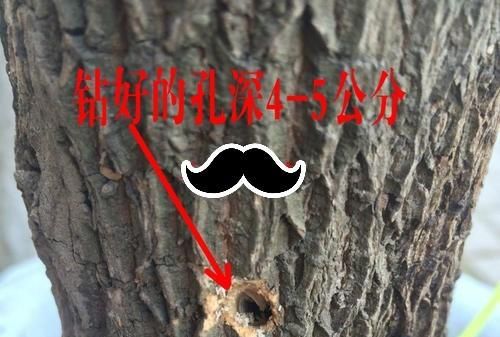 大树打一个小孔能活吗图7