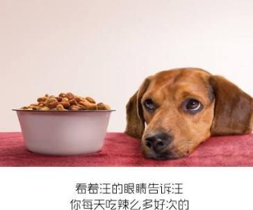 狗吃什么最好,狗吃什么最好下奶图1