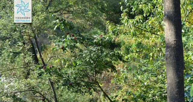 每日一味抗癌中药——吴茱萸，功效散寒止痛、降逆止呕、助阳止泻