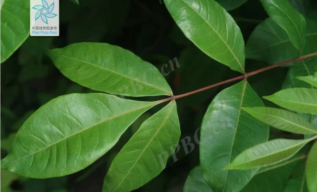 每日一味抗癌中药——吴茱萸，功效散寒止痛、降逆止呕、助阳止泻