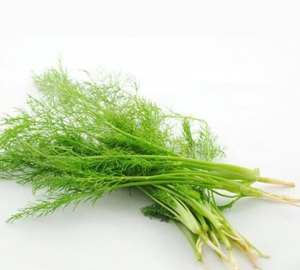 茴香的功效与作用有哪些 茴香的营养价值分析