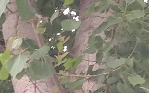 杨树花怎么吃