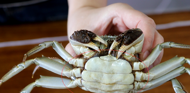 你真的会吃螃蟹吗？教你吃螃蟹技巧，没有蟹八件也能吃出完整蟹肉