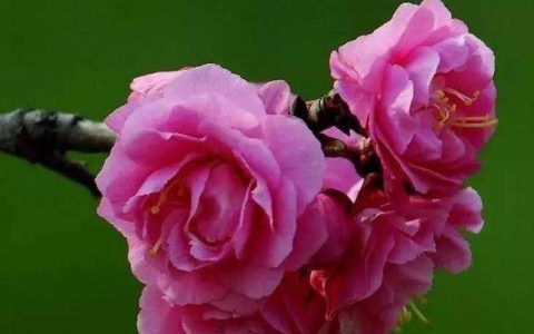 杏梅的花蕾掉落是什么原因造成的呢