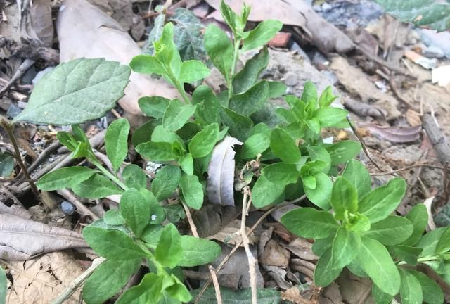 春天可以吃的野菜有没有荠菜,农村常吃的40种野菜荠菜图7