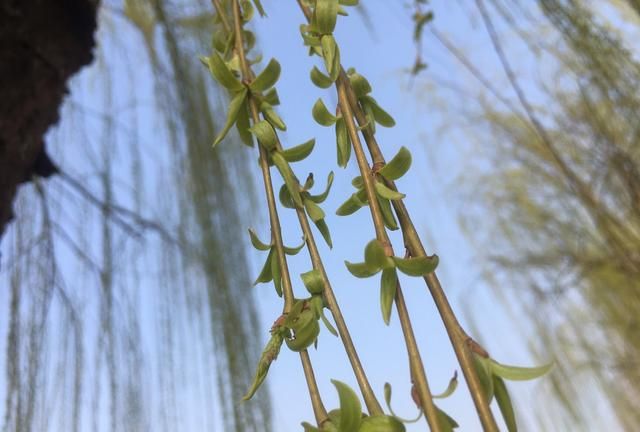 春天可以吃的野菜有没有荠菜,农村常吃的40种野菜荠菜图8