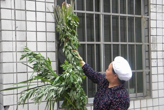 端午插艾为何还要挂菖蒲？四句老话，知悉菖蒲在端午节里的4用途