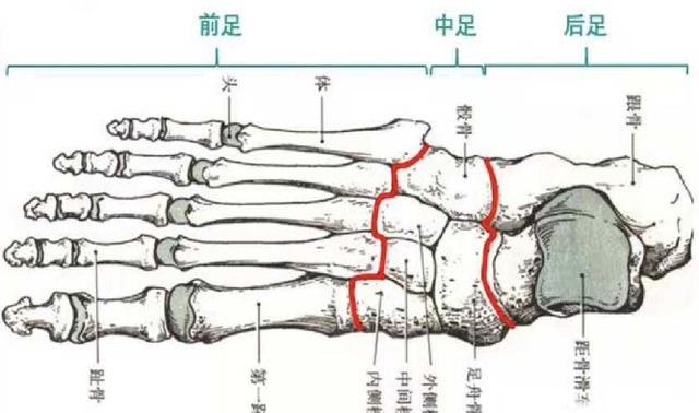 中老年人脚底板疼痛，究竟是啥问题？不出意外，6种可能性最大