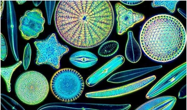 这种生物数量巨大，经济价值潜力极高！