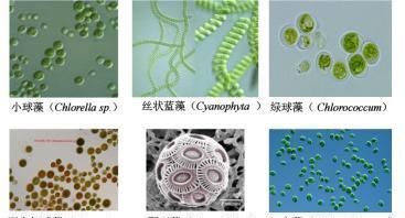 这种生物数量巨大，经济价值潜力极高！