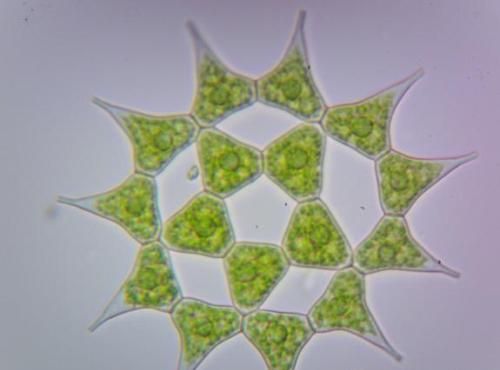 这种生物数量巨大，经济价值潜力极高！