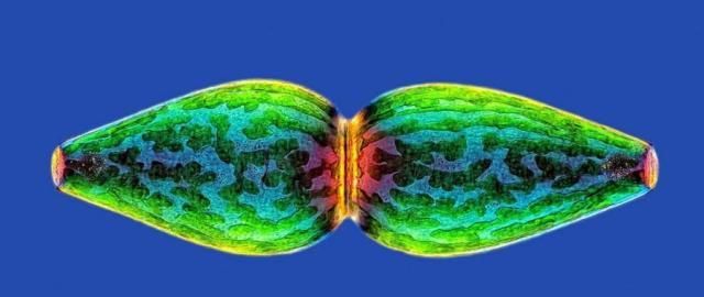 这种生物数量巨大，经济价值潜力极高！