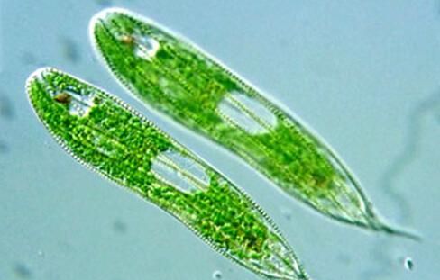 这种生物数量巨大，经济价值潜力极高！