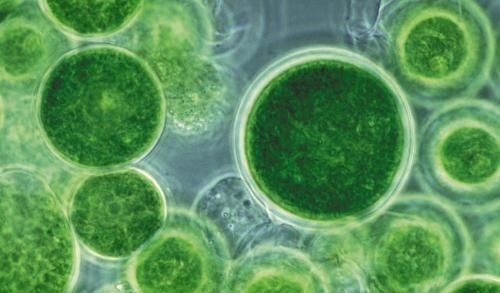 这种生物数量巨大，经济价值潜力极高！