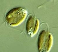 这种生物数量巨大，经济价值潜力极高！
