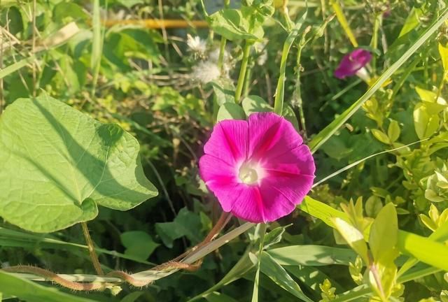 肚子有蛔虫怎么办？那就用这两味中药来解决