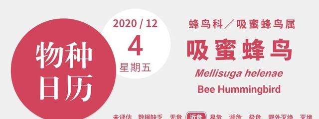 世界上最小的鸟儿，窝只有硬币那么大