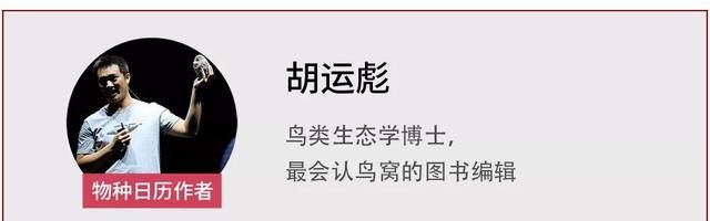 世界上最小的鸟儿，窝只有硬币那么大