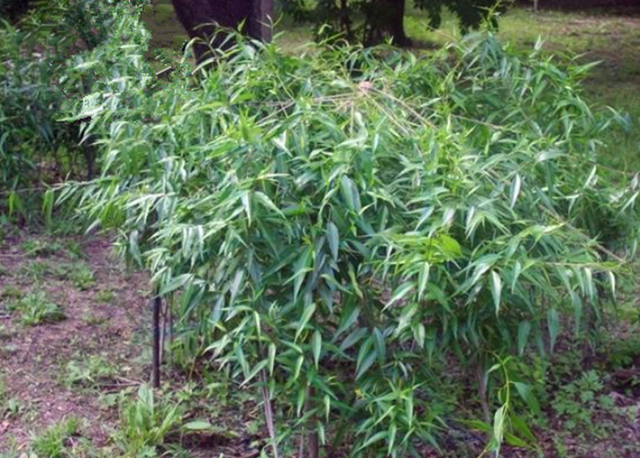 乡下这种常见的野草，根部有香味，药用价值很大，如今价值不菲