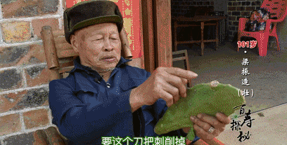 没有广西人不敢“吃”的东西！101岁爷爷吃了多年仙人掌身体倍棒