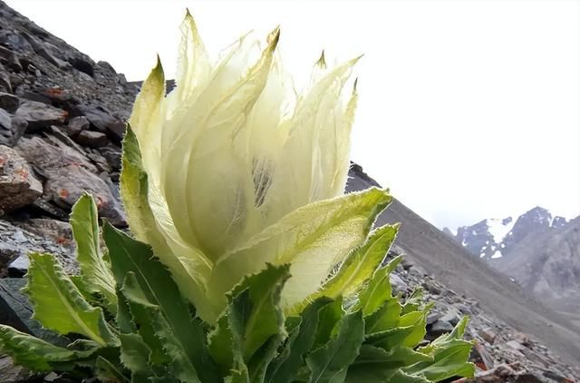 农村经常遇到的它们，却都是保护植物，记住其特性别破坏和采挖