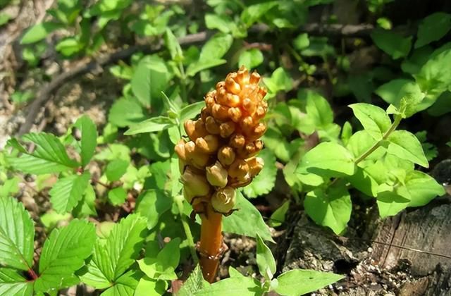 农村经常遇到的它们，却都是保护植物，记住其特性别破坏和采挖
