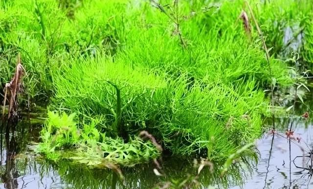 农村经常遇到的它们，却都是保护植物，记住其特性别破坏和采挖